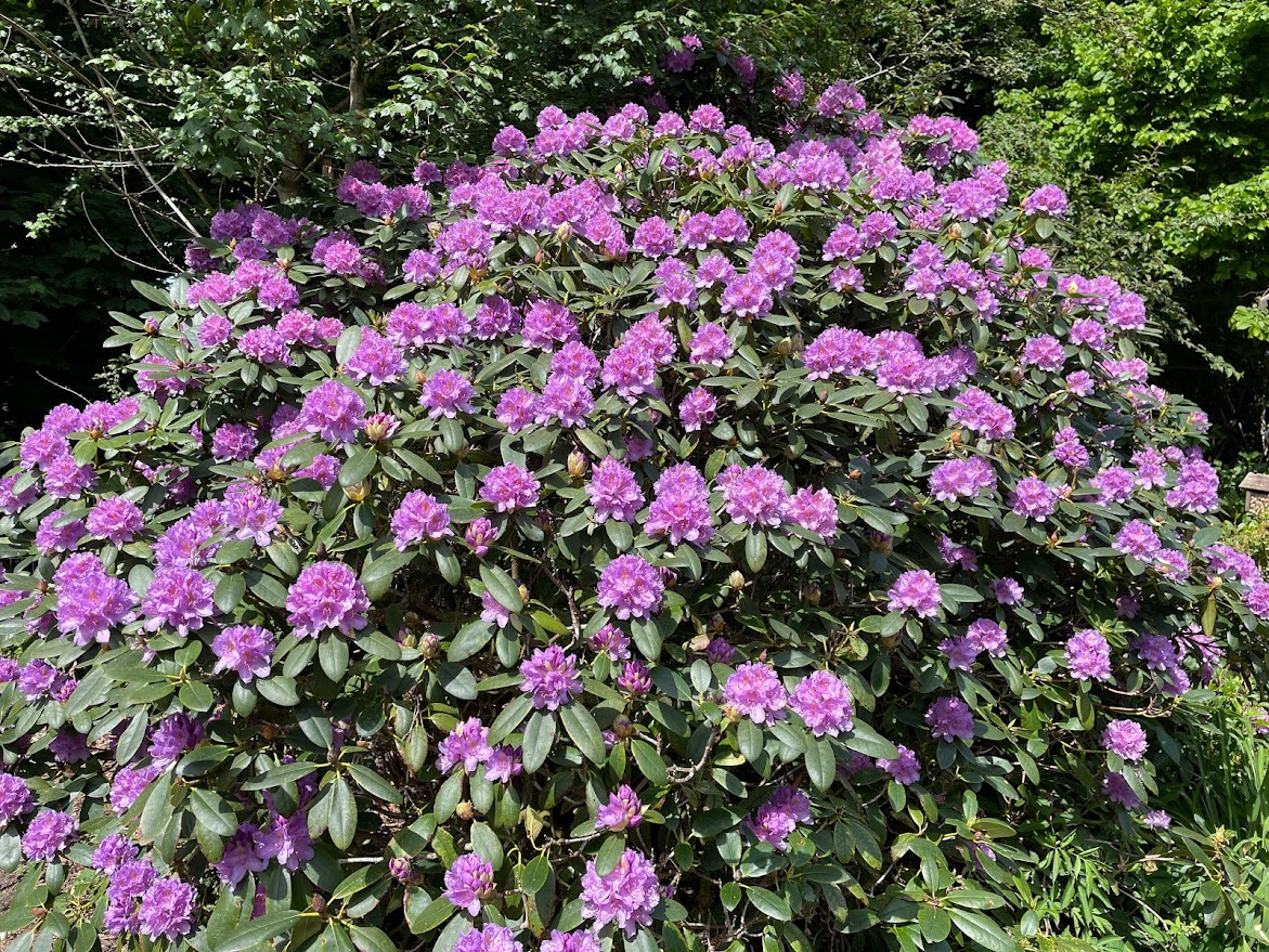 Rhododendron
